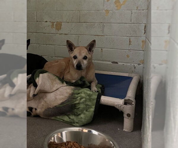 Medium Photo #1 Mutt Puppy For Sale in Stockton, CA, USA