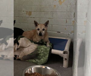 Mutt Dogs for adoption in Stockton, CA, USA