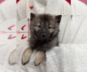 Keeshond Puppy for Sale in GARLAND, Texas USA