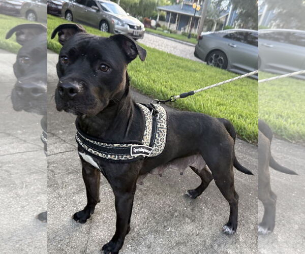 Medium Photo #4 Mutt Puppy For Sale in Sanford, FL, USA