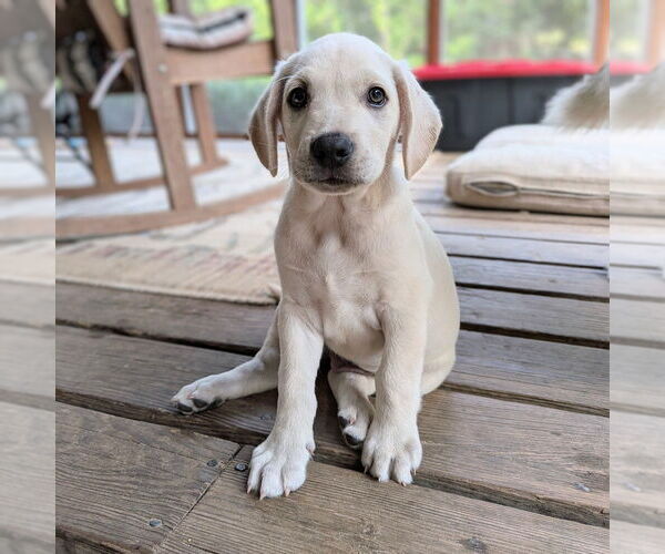 Medium Photo #5 Golden Retriever-Unknown Mix Puppy For Sale in Vail, AZ, USA