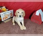 Puppy Jefferson Golden Retriever