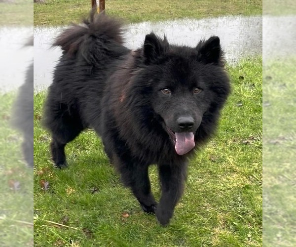 Medium Photo #2 Chow Chow-Unknown Mix Puppy For Sale in Muskegon, MI, USA