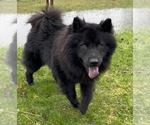 Small #1 Chow Chow Mix