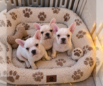 Small #6 French Bulldog