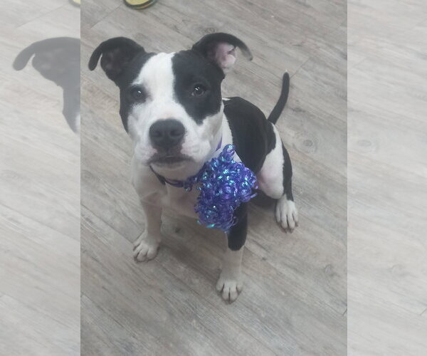 Medium Photo #12 Mutt Puppy For Sale in Murfreesboro, NC, USA