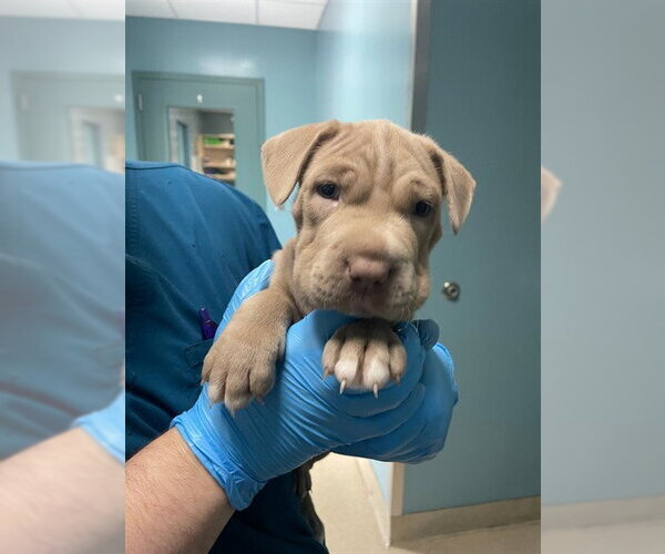 Medium Photo #1 Mutt Puppy For Sale in Woodbury, NY, USA