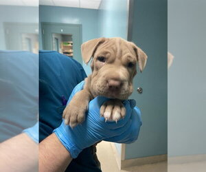 Mutt Dogs for adoption in Woodbury, NY, USA