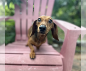Dachshund Dogs for adoption in Weston, FL, USA