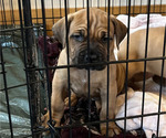 Small #3 Boerboel-Cane Corso Mix