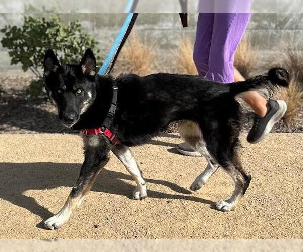 Medium Photo #1 German Shepherd Dog Puppy For Sale in Berkeley , CA, USA