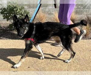 German Shepherd Dog Dogs for adoption in Berkeley , CA, USA