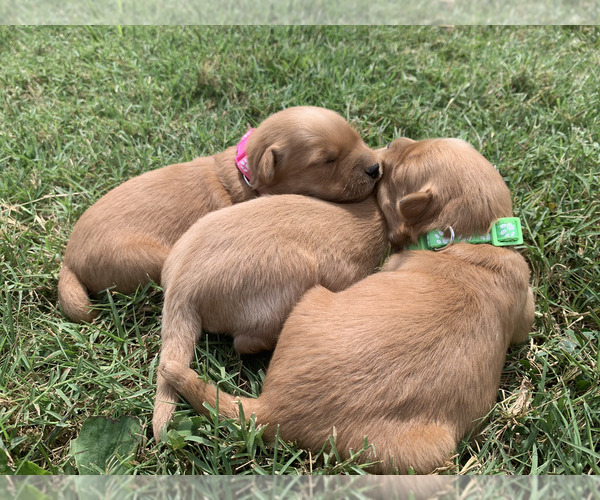 Medium Photo #2 Golden Retriever Puppy For Sale in CLEVER, MO, USA