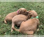 Small #1 Golden Retriever