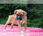 Small Photo #4 Boxer Puppy For Sale in DILLSBORO, IN, USA