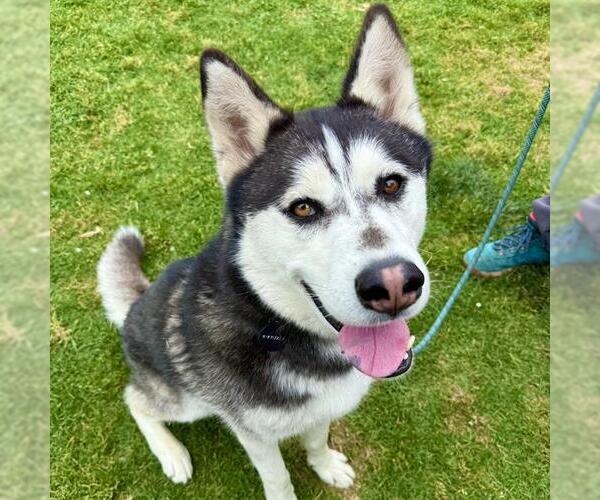 Medium Photo #4 Alusky Puppy For Sale in Long Beach, CA, USA