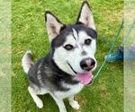 Small #3 Alusky