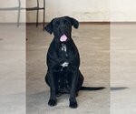 Small Photo #1 Cane Corso Puppy For Sale in Potoceni, Buzau, Romainia