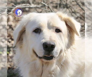 Madison - Female Great Pyrenees Dog for Adoption - Photo #9