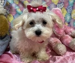 Small Photo #1 Maltipoo Puppy For Sale in BOLINGBROOK, IL, USA