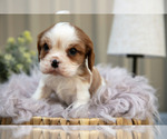 Small #1 Cavalier King Charles Spaniel