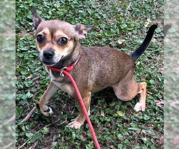 Medium Photo #10 Chihuahua-Unknown Mix Puppy For Sale in New York, NY, USA
