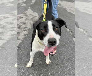 AC - Gumbo aka Gumby - Male Borador Dog for Adoption - Photo #24