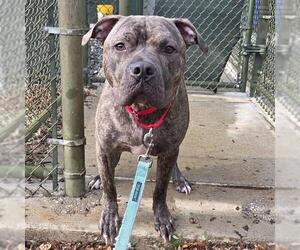 American Pit Bull Terrier Dogs for adoption in Waterford, VA, USA