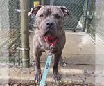 Small American Pit Bull Terrier