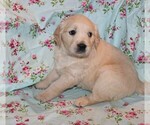 Small Photo #7 English Cream Golden Retriever Puppy For Sale in BLOOMINGTON, IN, USA