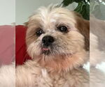 Small Shih Tzu