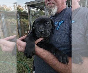 Medium Cane Corso