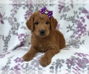 Goldendoodle Puppy for sale in LAKELAND, FL, USA
