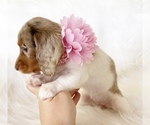 Small #5 Dachshund