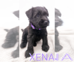 Puppy Xena Schnauzer (Miniature)