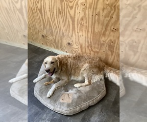 Mother of the Golden Retriever puppies born on 10/13/2025