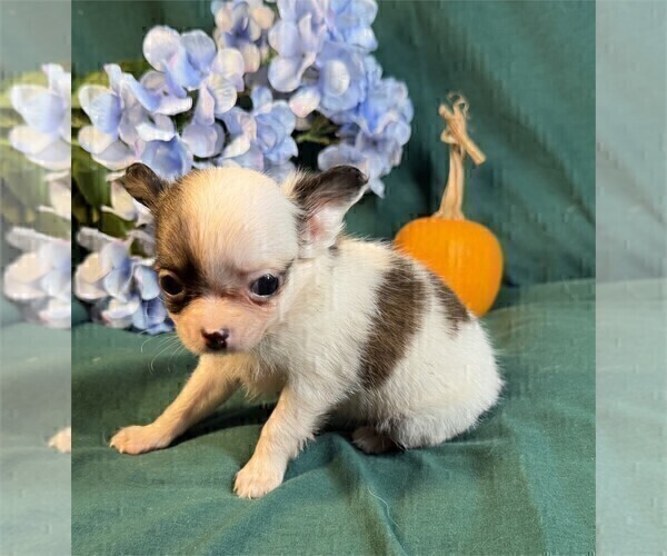 Medium Photo #5 Chihuahua Puppy For Sale in SAINT AUGUSTINE, FL, USA