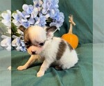 Chihuahuas - Female Chihuahua Puppy for Sale - Photo #5