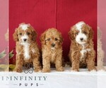 Small #1 Cavapoo