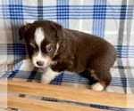 Small Photo #3 Miniature Australian Shepherd Puppy For Sale in FORT MORGAN, CO, USA