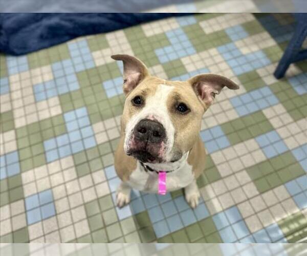Medium Photo #1 American Staffordshire Terrier-Labrador Retriever Mix Puppy For Sale in Fort Collins, CO, USA