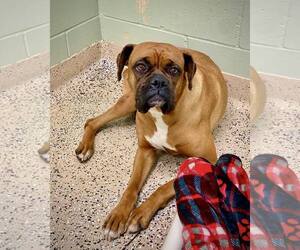 Boxer Dogs for adoption in Dumont, NJ, USA