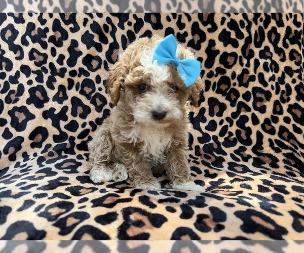 Medium Photo #8 Cockapoo (Miniature) Puppy For Sale in LAKELAND, FL, USA