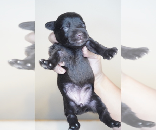 Medium Photo #7 Schnauzer (Miniature) Puppy For Sale in MIAMI, FL, USA