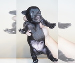 Small Photo #7 Schnauzer (Miniature) Puppy For Sale in MIAMI, FL, USA