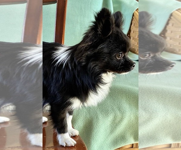 Medium Photo #5 Chihuahua Puppy For Sale in NEWVILLE, PA, USA