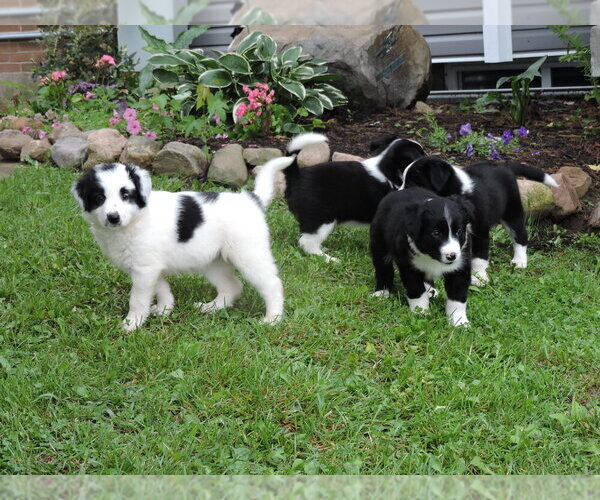 Medium Photo #1 Border Collie Puppy For Sale in THORP, WI, USA