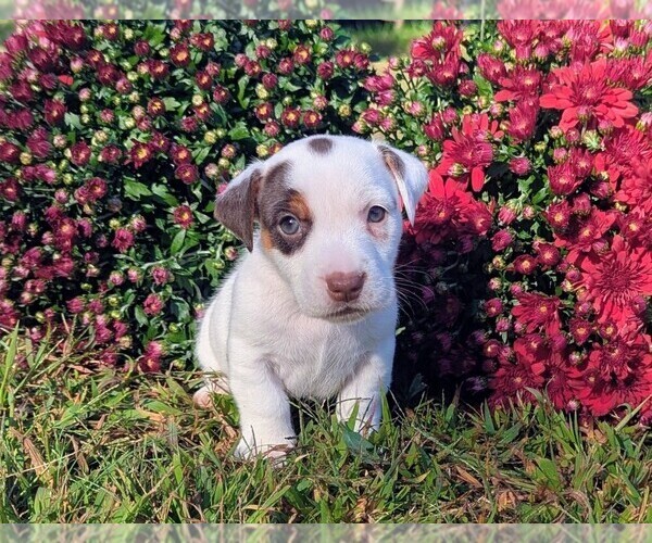Medium Photo #1 Jack Russell Terrier Puppy For Sale in SANDOWN, NH, USA