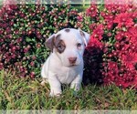 Small Jack Russell Terrier