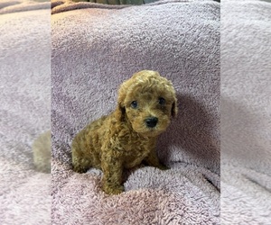 Poodle (Miniature) Puppy for sale in INDIANAPOLIS, IN, USA